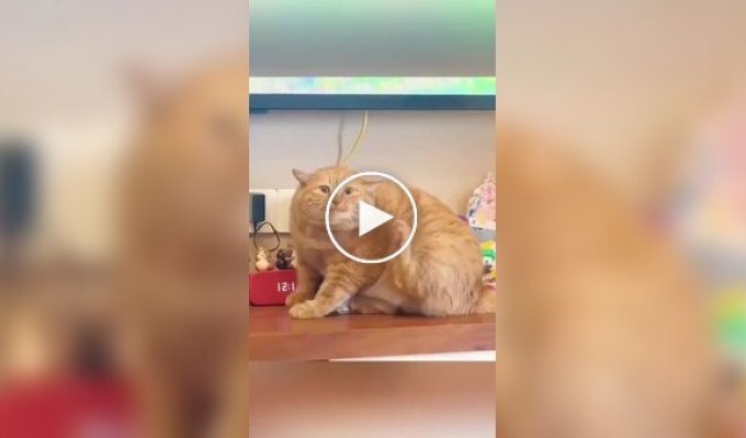 Будни толстых котов