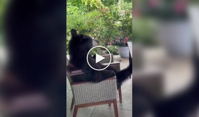 A mother bear fed her cub while sitting in a garden chair