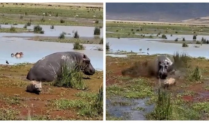 Hyena made a mistake in choosing a victim (3 photos + 1 video)