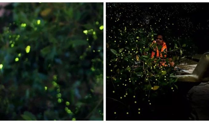 Kampung Kuantan Firefly Park and its amazing light (9 photos + 1 video)