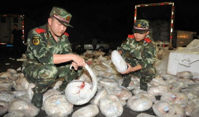 На китайской границе задержана партия из 956 замороженных панголинов (9 фото)
