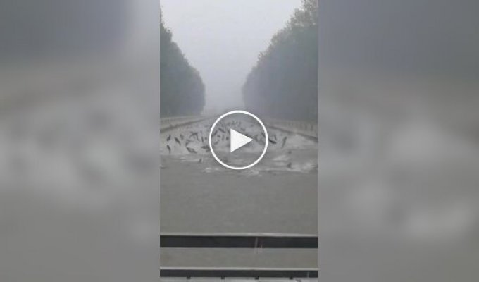 Прыжки серебряных карпов во время сильных ливней и наводнений