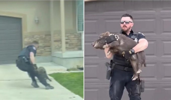 Hilarious footage of the capture of a troublemaker (4 photos + 1 video)