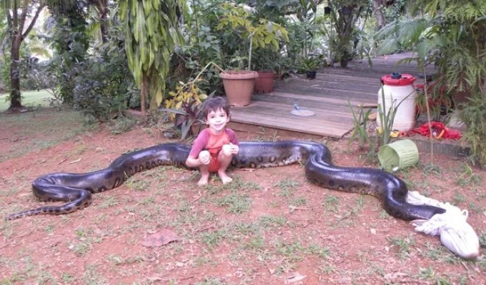 Анаконда: 5 фактов, которые ломают шаблоны об этой змее (14 фото)