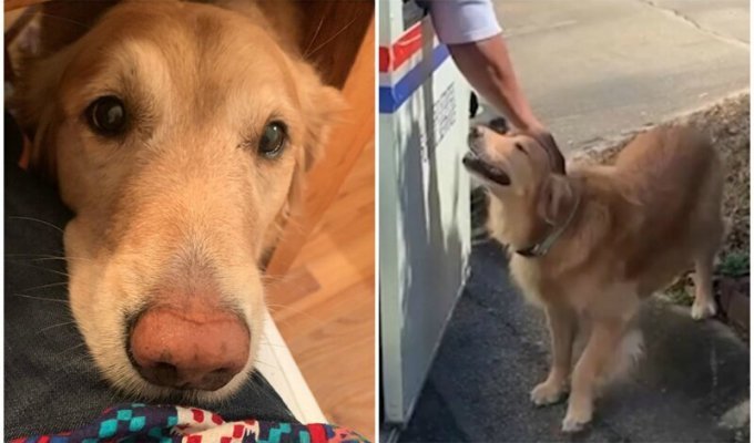 Это любовь: собака обожает почтальонов и каждый день ждет их у порога (10 фото + 1 видео)