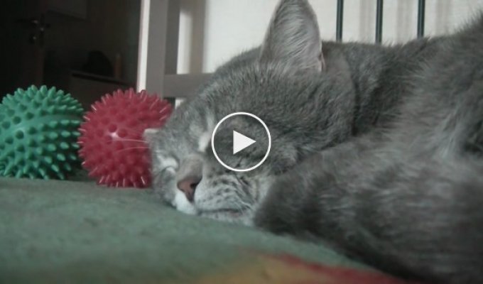 Пушистый кот разговаривает с хозяином во сне