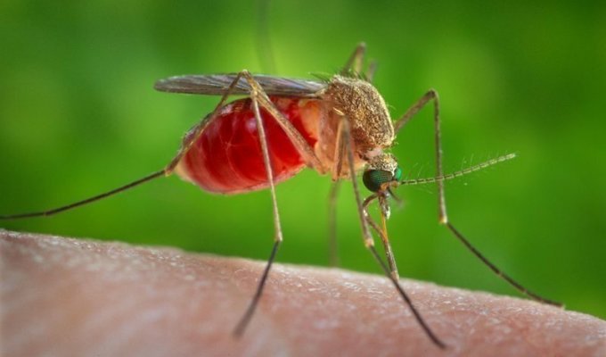 Почему комары пьют кровь и зачем она им нужна? (2 фото + 1 видео)