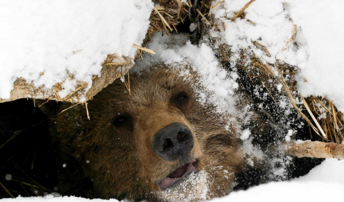 Types of bear dens (6 photos)