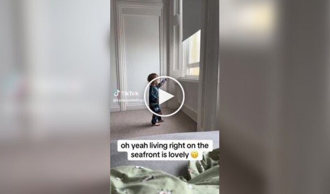 Чайка отобрала у малыша кусок пирога