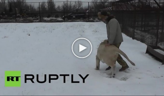 Африканские львы из Крымского парка не испугались снега