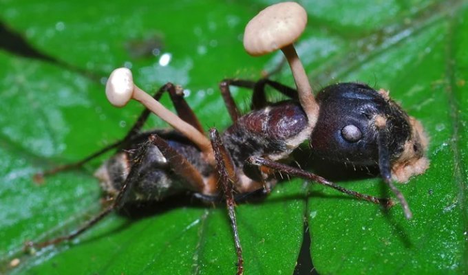 Кордицепс: хищный гриб создаёт зомби из насекомых (9 фото)