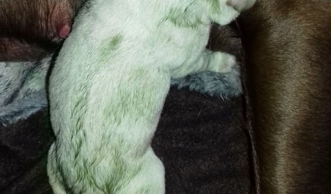 У самки лабрадора на свет появился зеленый щенок (4 фото)