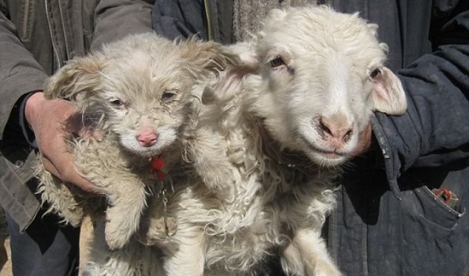 Китайская овца родила щенка (2 фото)