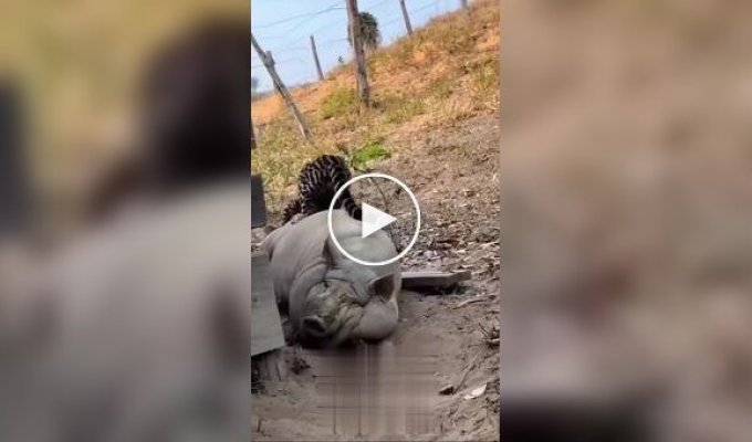 Свинья оказалась не по зубам оцелоту