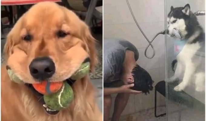 30 silly dogs that act cute and funny (31 photos)