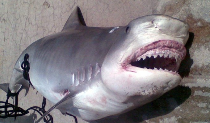 Чем обедала эта акула
