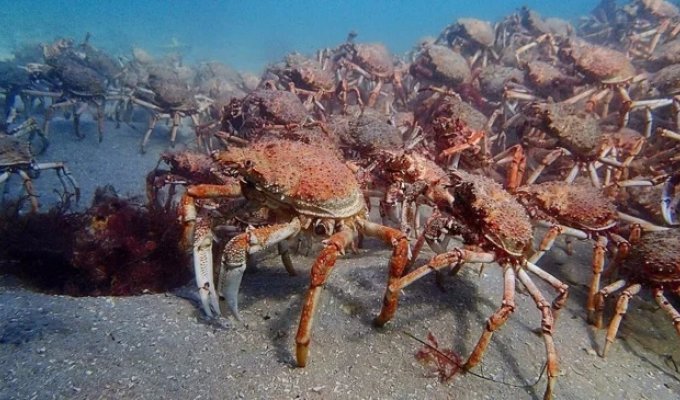 Камчатский краб: он уже разрушил Баренцево море. Теперь эта орда идёт опустошать скандинавов (8 фото)
