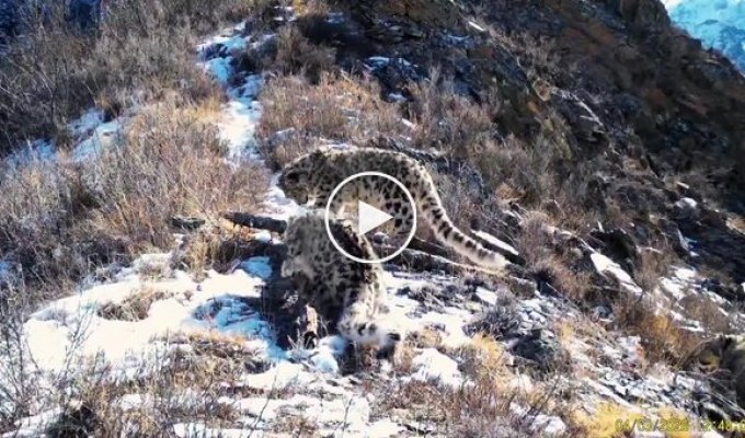 A snow leopard mother and her three cubs caught on a camera trap in Sailugemsky National Park