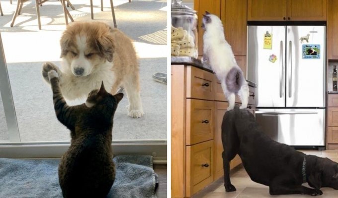 Настоящая дружба между кошкой и собакой (17 фото)