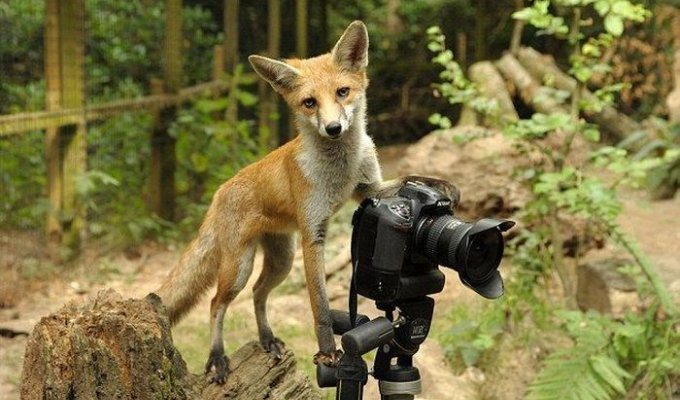 Лисичка, умеющая фотографировать (3 фото)