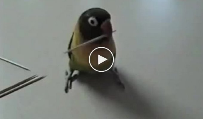 Забавный попугайчик