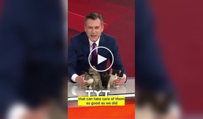 Турецкий телеканал в прямом эфире раздавал котят