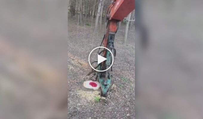 Removing a tree stump