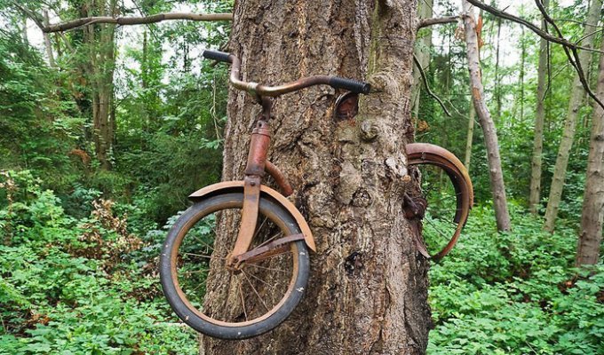 Что на самом деле произошло с велосипедом, вросшим в дерево (5 фото)