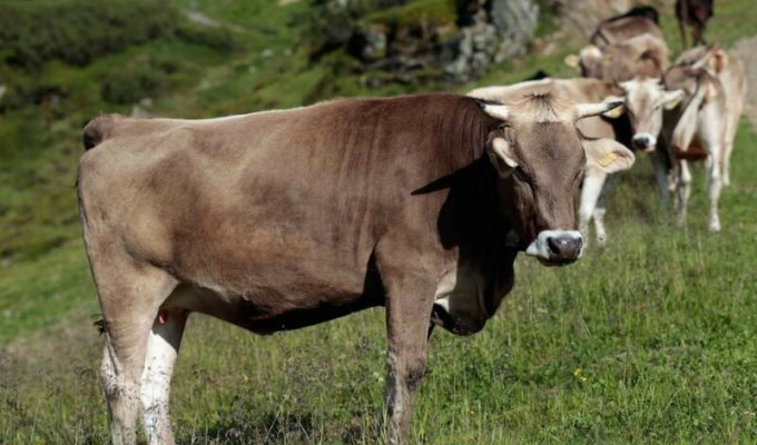 В Австрии туристку затоптало стадо коров - фермера заставили выплатить 500 тысяч евро (3 фото)