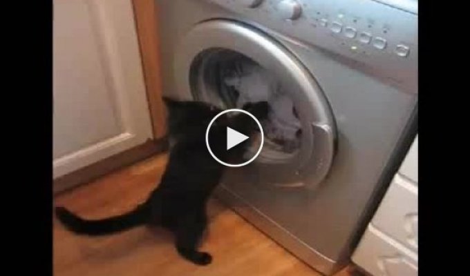 Кот и стиралка