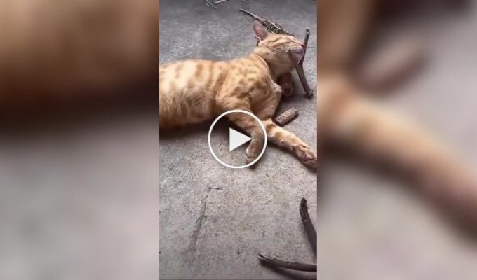 Спящая бдительность кота