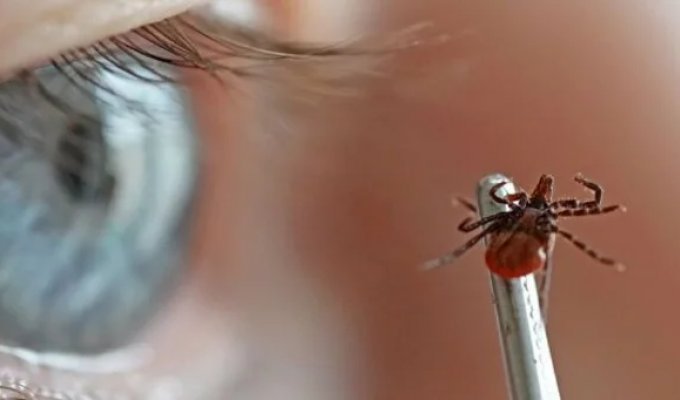 Summer Safety Guide: Infections You Can Catch from Bugs on a Casual Walk (6 photos)