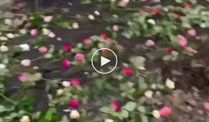 Мужчина поругался с женой и потратил 4 тысячи долларов, чтобы усыпать розами весь двор