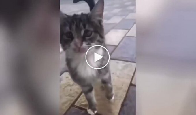 “Are you weak”: a funny trick from a cat