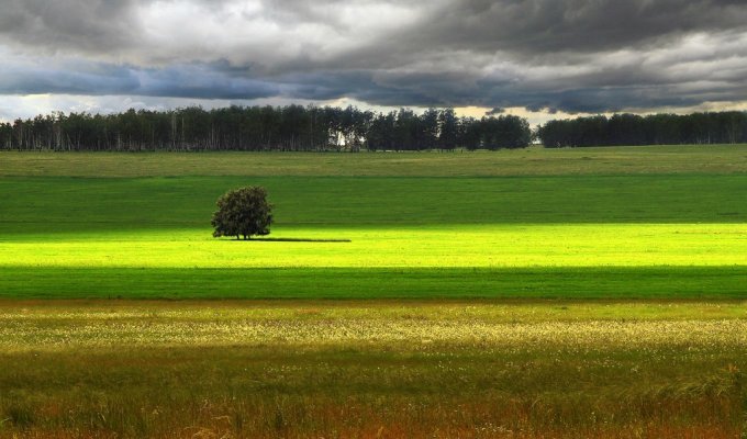 Одинокие деревья на полях (17 фото)