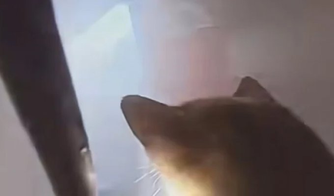 Драматический момент: спасение котов из пожара (4 фото + 1 видео)