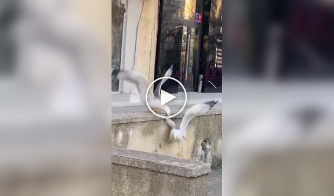 Чайка едва спаслась от чудовищного падения с метровой высоты