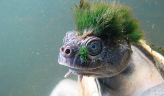 Эволюция, остановись: в Австралии живёт черепаха, которая умеет дышать задом (4 фото)