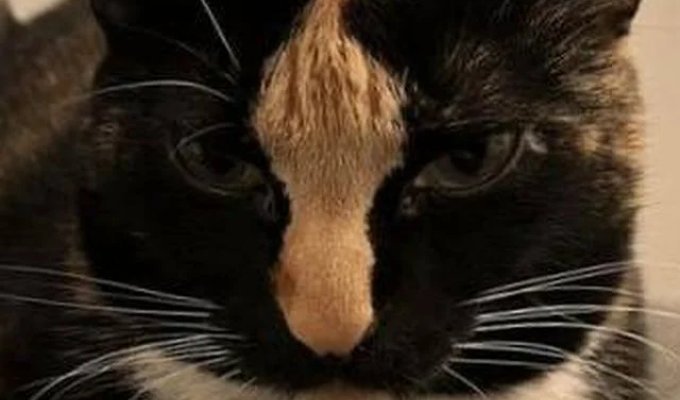 This cat's face speaks louder than words (2 photos)