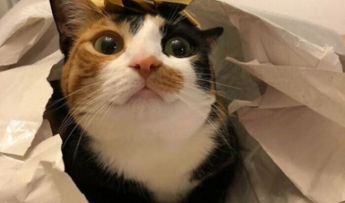 Cats, definitely ready for the New Year (27 photos)