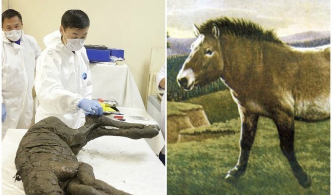 В Сибири раскопали отлично сохранившиеся останки лошади возрастом 40 тысяч лет (12 фото)