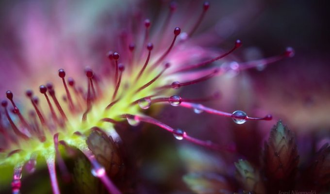 Хищное растение росянка «Серийный убийца» насекомых (12 фото)
