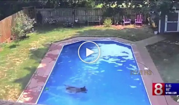 Американка обнаружила медведя, купающегося в ее бассейне