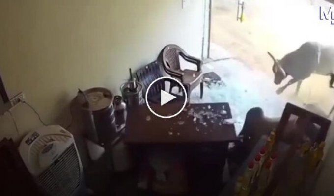 Два быка ворвались в магазин — сотрудник успел укрыться