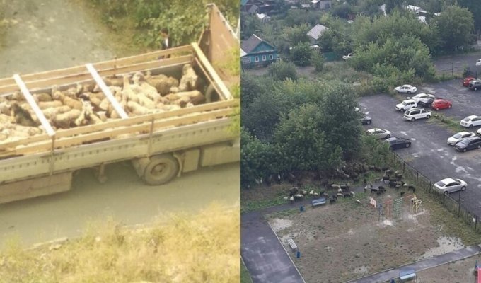 В Екатеринбург привезли две фуры баранов - местные жители недовольны (5 фото + 1 видео)