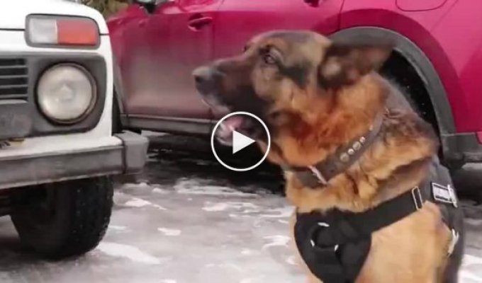 The German Shepherd Cross not only serves in the police, but also learned to sing along to the siren of an official car