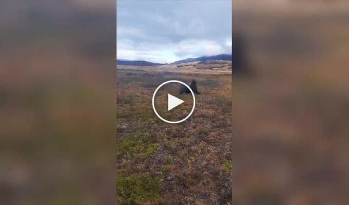 Морской лев забрел в парк, расположенный в 30 километрах от воды