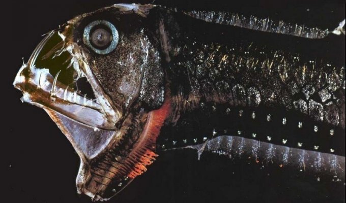 Самые удивительные, необычные и ужасные рыбы в мире (11 фото)
