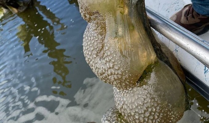 Strange-looking “alien eggs” pulled out of a lake in Oklahoma (4 photos)
