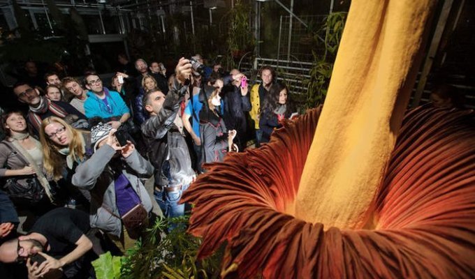 Самый большой в мире цветок (4 фото)